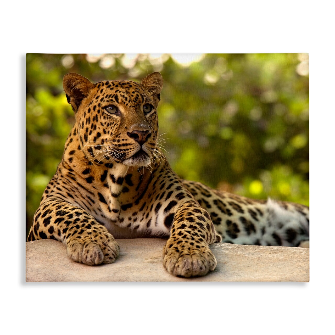 Stupell Industries Leopard Gazing Relaxation Canvas, design by MJ Photography